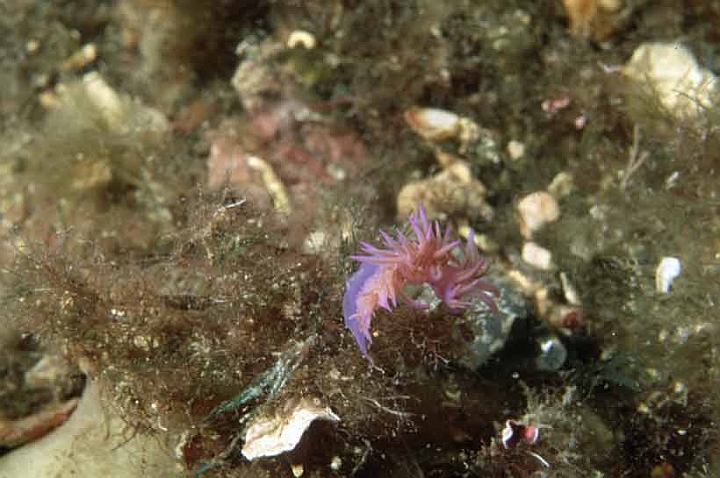 14 Flabellina affinis.jpg